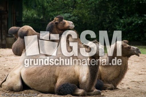 Kamel (1 von 108).jpg